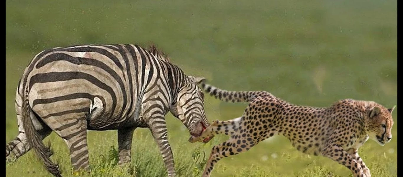 Μέχρι τελικής πτώσεως –  Θυμωμένη ζέβρα επιτίθεται σε ένα τσιτάχ – Βίντεο